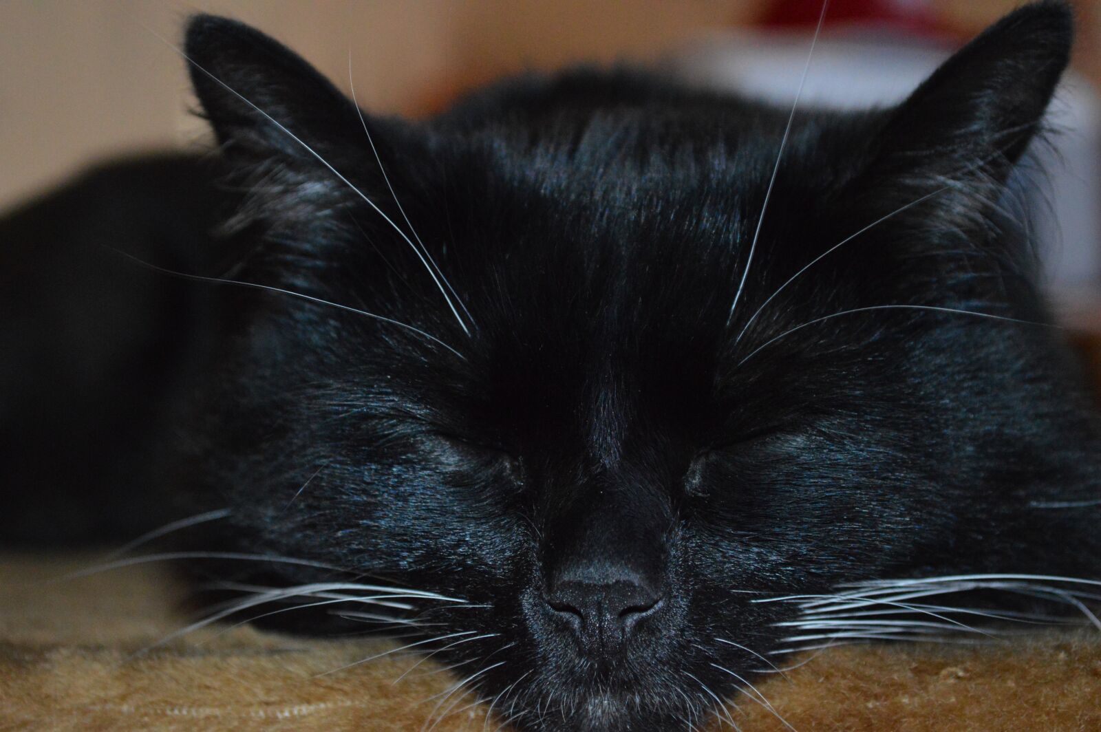 Nikon D3200 sample photo. Cat, sleeping cat, the photography