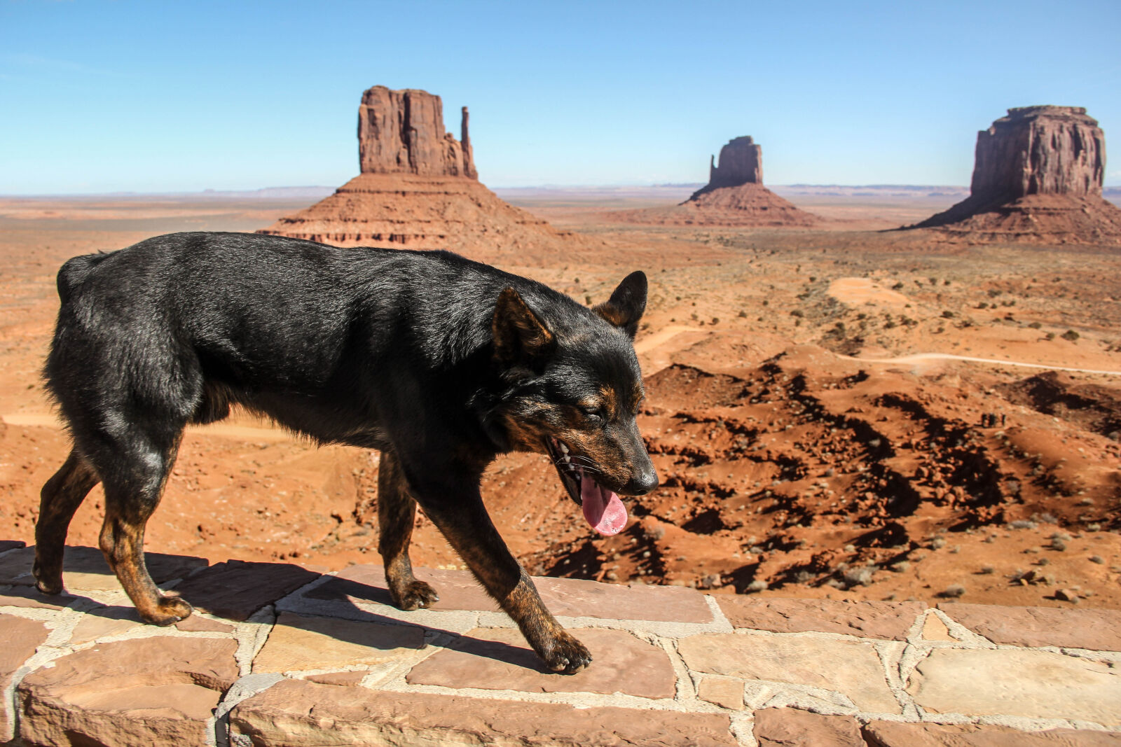 Canon EOS 60D sample photo. Arizona, bear, dog, stray photography