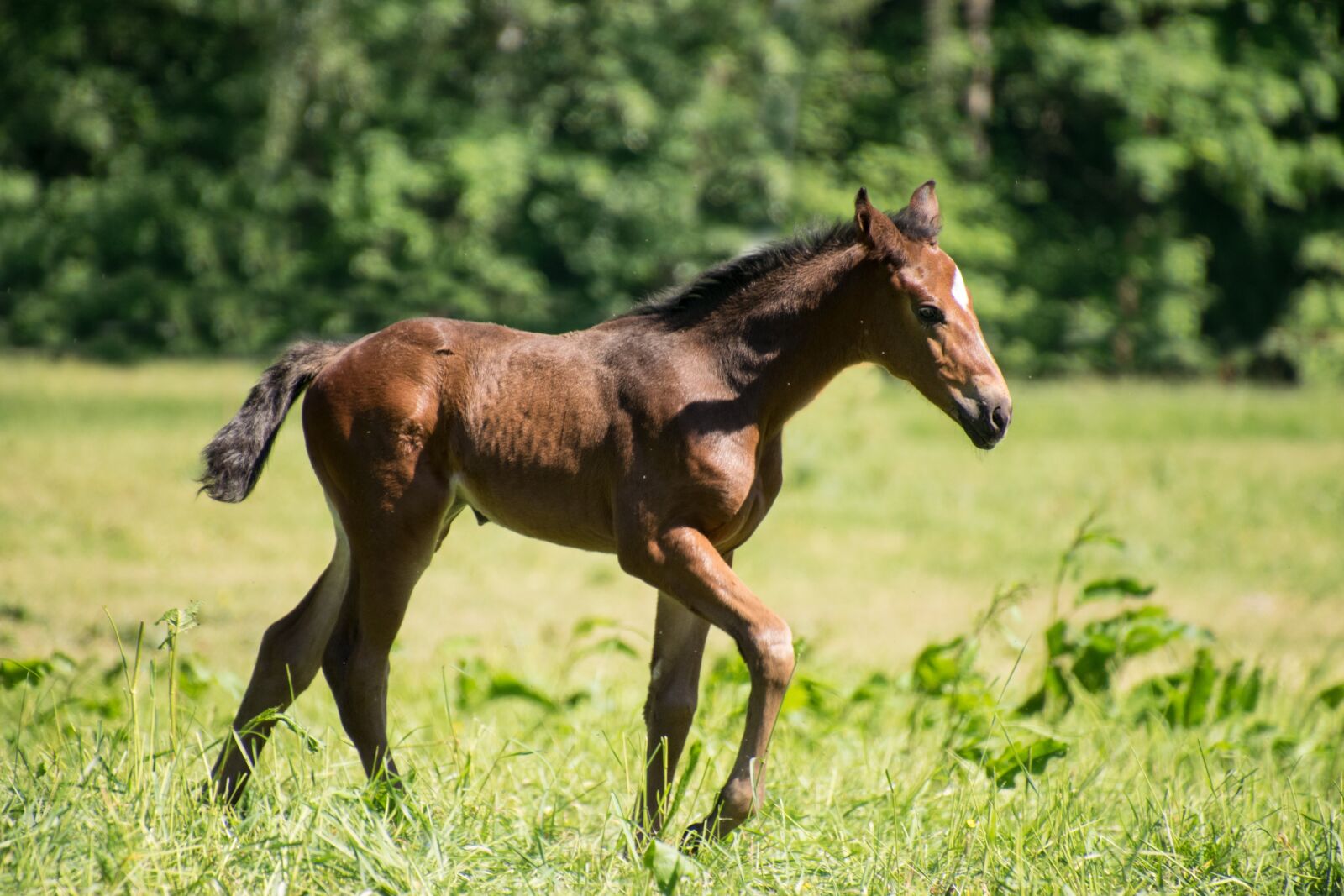 Nikon D3300 sample photo. Foal, horse, animal photography