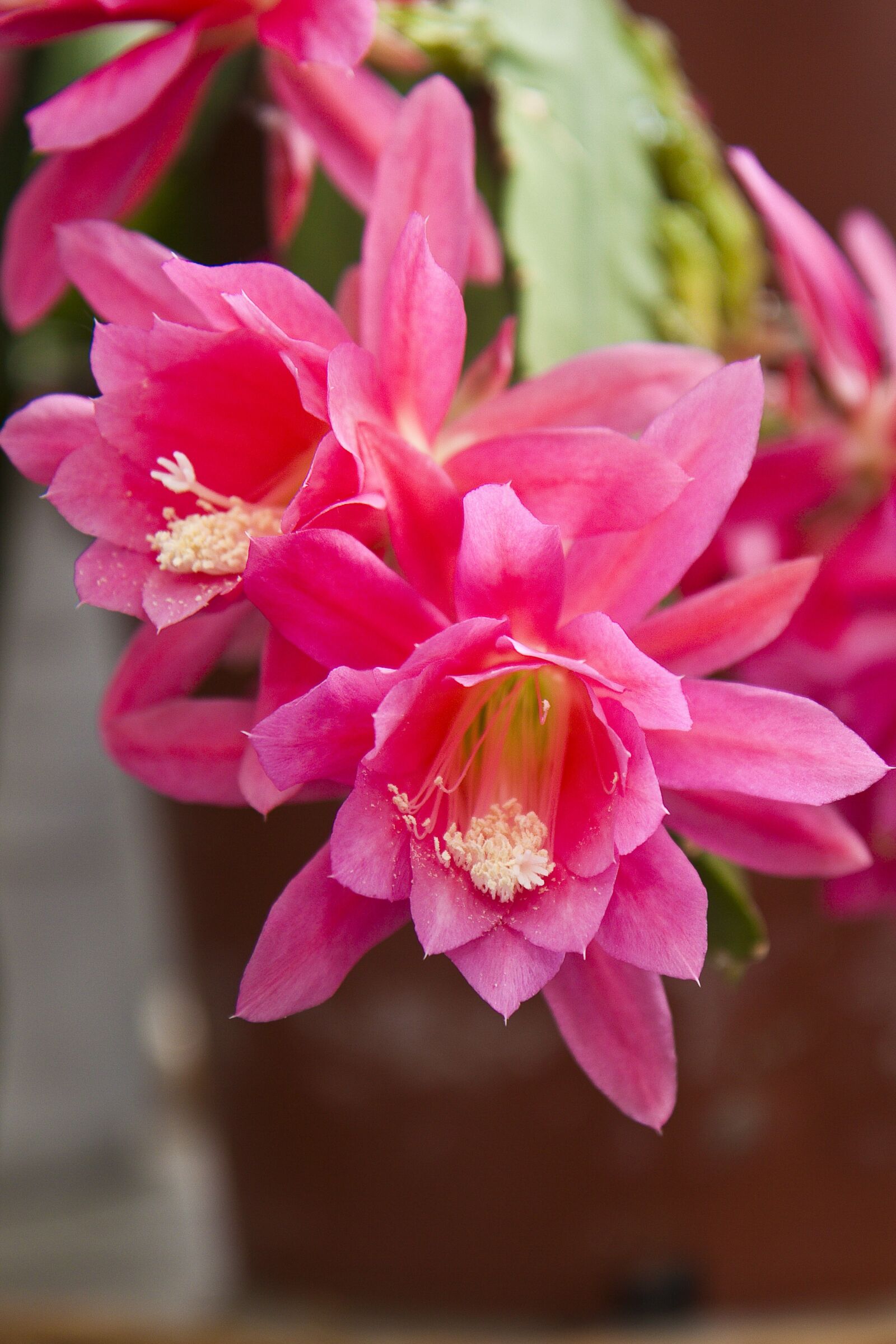 Canon EOS 50D sample photo. Plant, leaf cacti, blossom photography