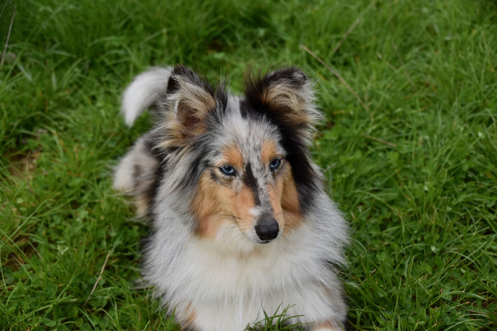 Nikon D5600 sample photo. Dog, bitch, shetland sheepdog photography