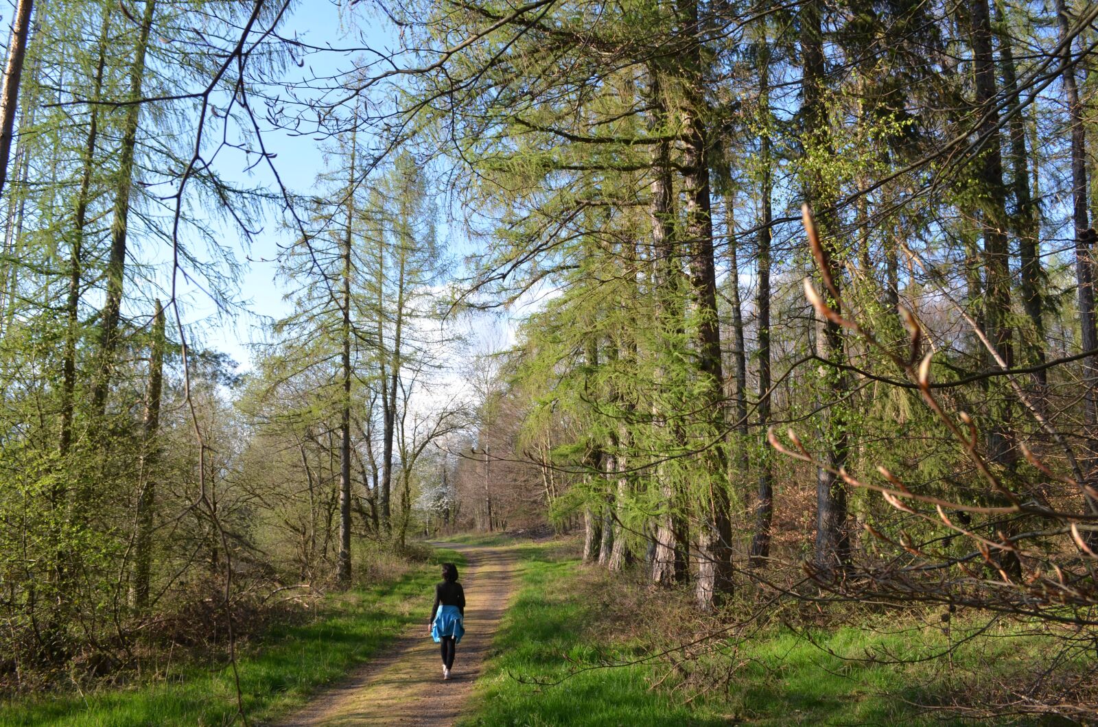 Nikon D5100 sample photo. Forest, hiking, walk photography