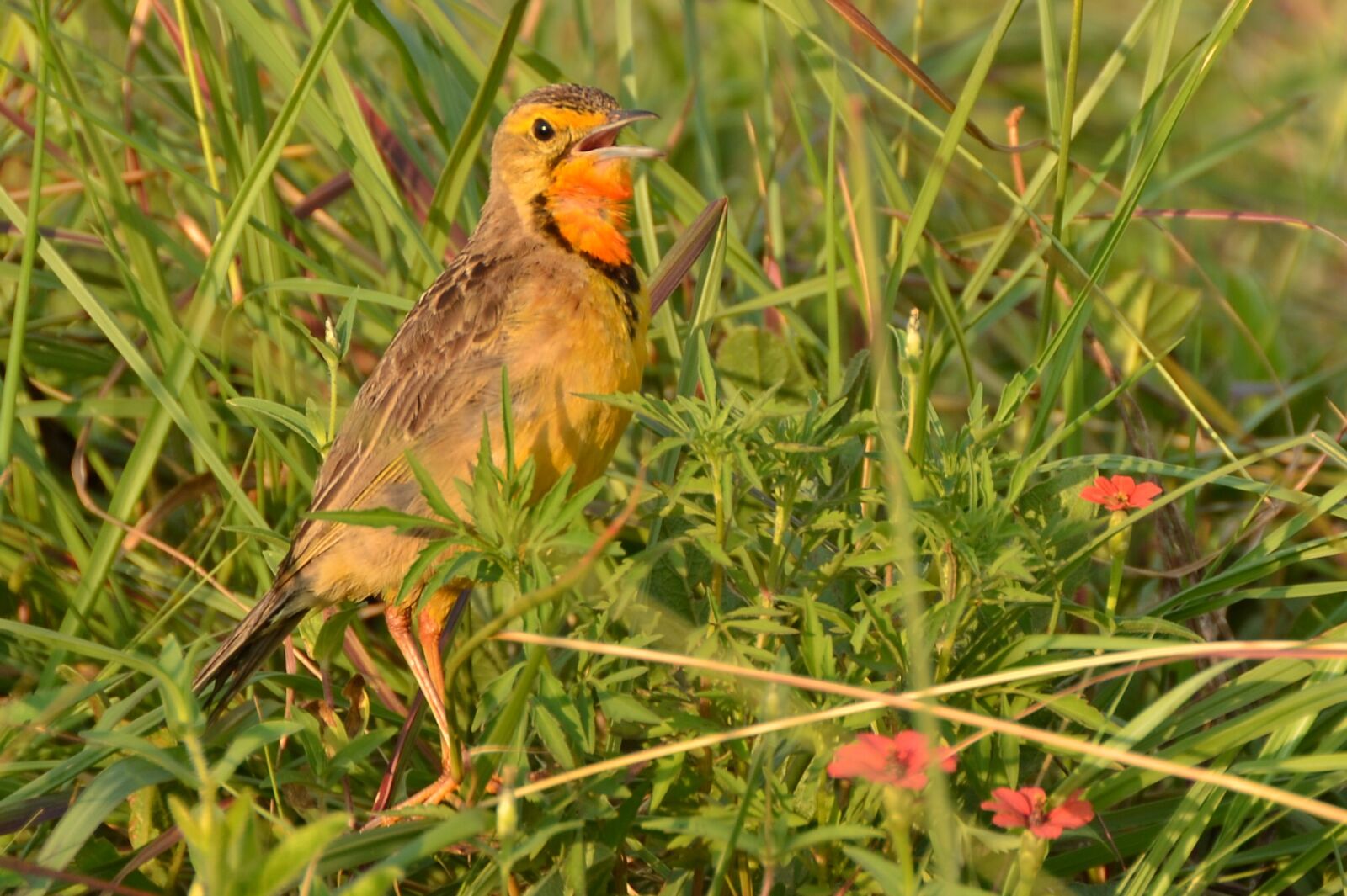 Nikon D3100 sample photo. Bird, south africa, rietvlei photography