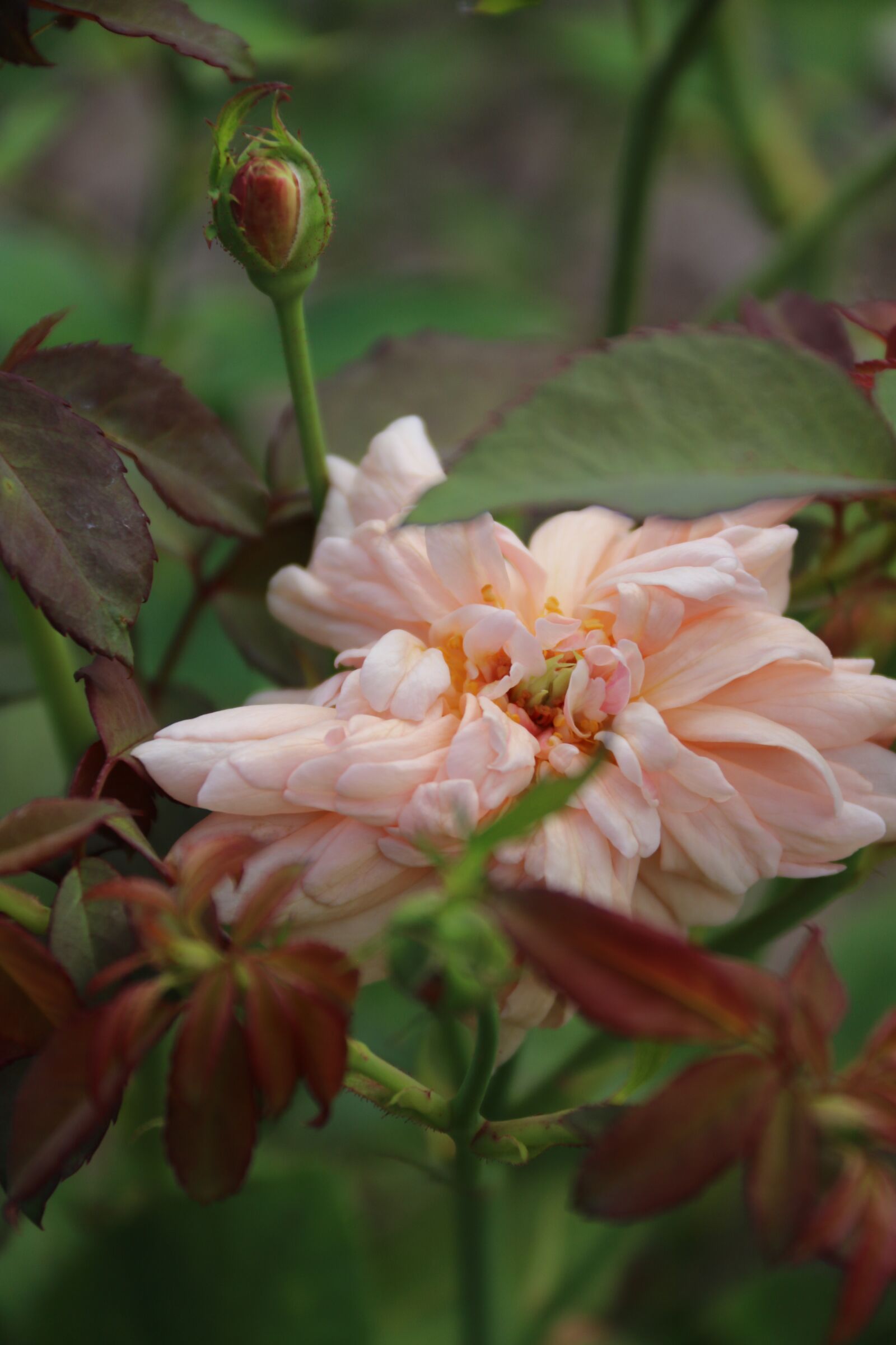 Canon EOS 750D (EOS Rebel T6i / EOS Kiss X8i) + Canon EF-S 18-200mm F3.5-5.6 IS sample photo. Rose, outdoor, nature photography