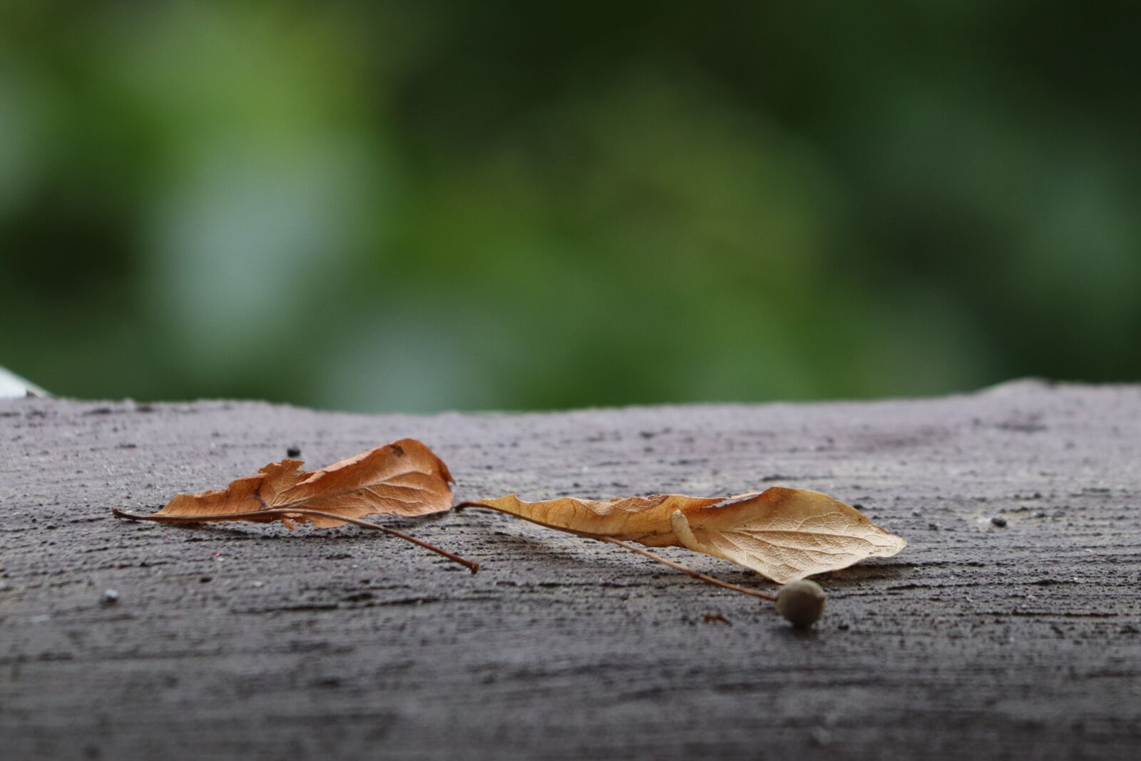 Canon EOS 77D (EOS 9000D / EOS 770D) sample photo. Summer, flower, tree photography