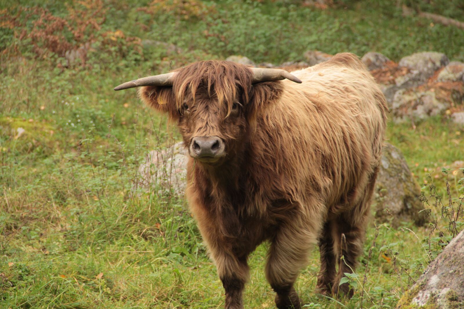 Canon EF-S 18-135mm F3.5-5.6 IS sample photo. Ko, cow, bovine photography