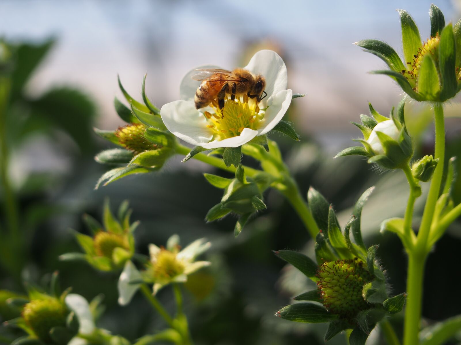 Olympus PEN E-PL6 sample photo. Honey, spring, strawberry photography