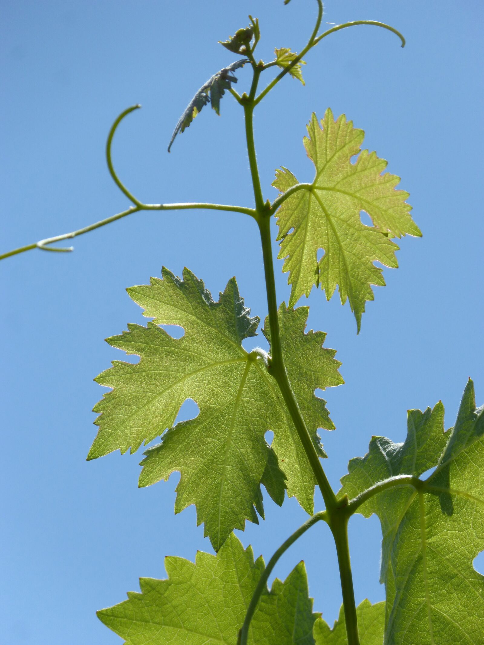 Panasonic DMC-FZ62 sample photo. Vine, outbreak, leaves photography