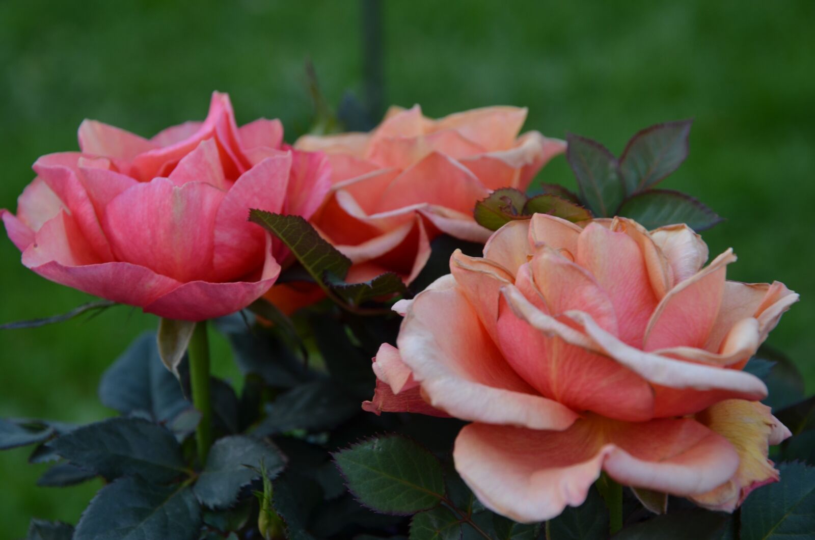 Nikon D5100 sample photo. Roses, red, blossom photography