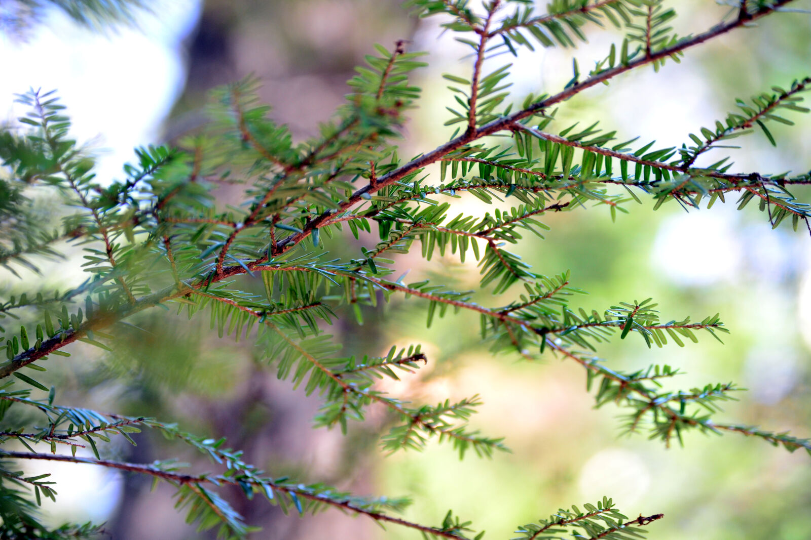 Nikon D3100 sample photo. Branch, forest, green, pine photography
