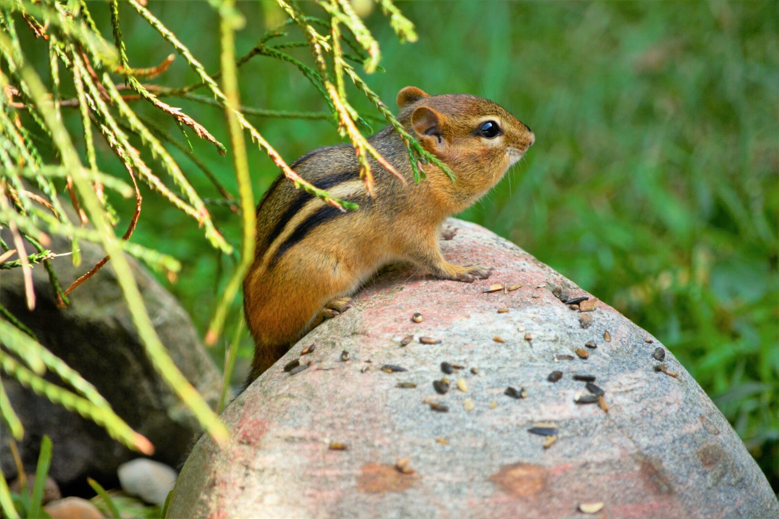 Nikon D7100 sample photo. Chipmunk, young, cute photography
