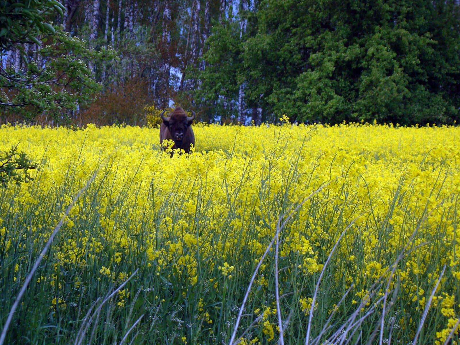 Sony Cyber-shot DSC-H50 sample photo. Bison, animals, wild photography