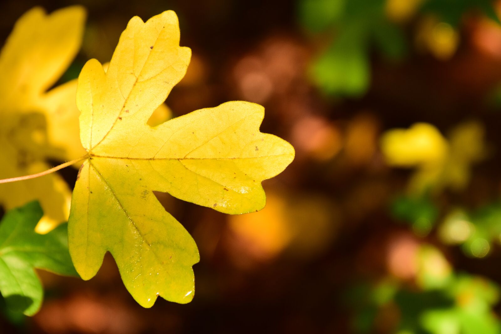 Nikon D3300 sample photo. Autumn, fall foliage, leaves photography