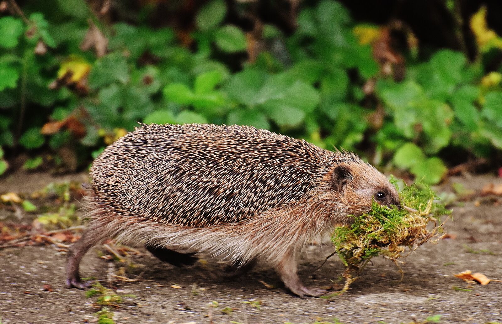 Nikon D7200 sample photo. Hedgehog, animals, spur photography