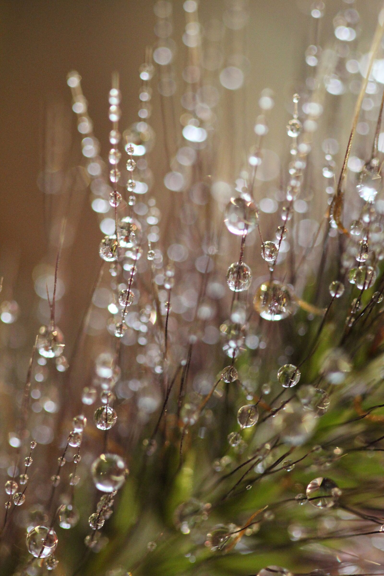 Canon EF 100mm F2.8 Macro USM sample photo. Dewdrops, morning, nature photography