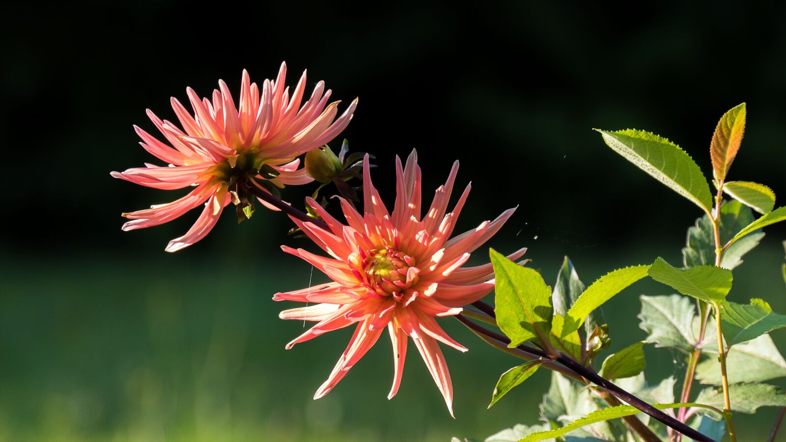 Panasonic Lumix DMC-FZ1000 sample photo. Dahlias, flower, nature photography