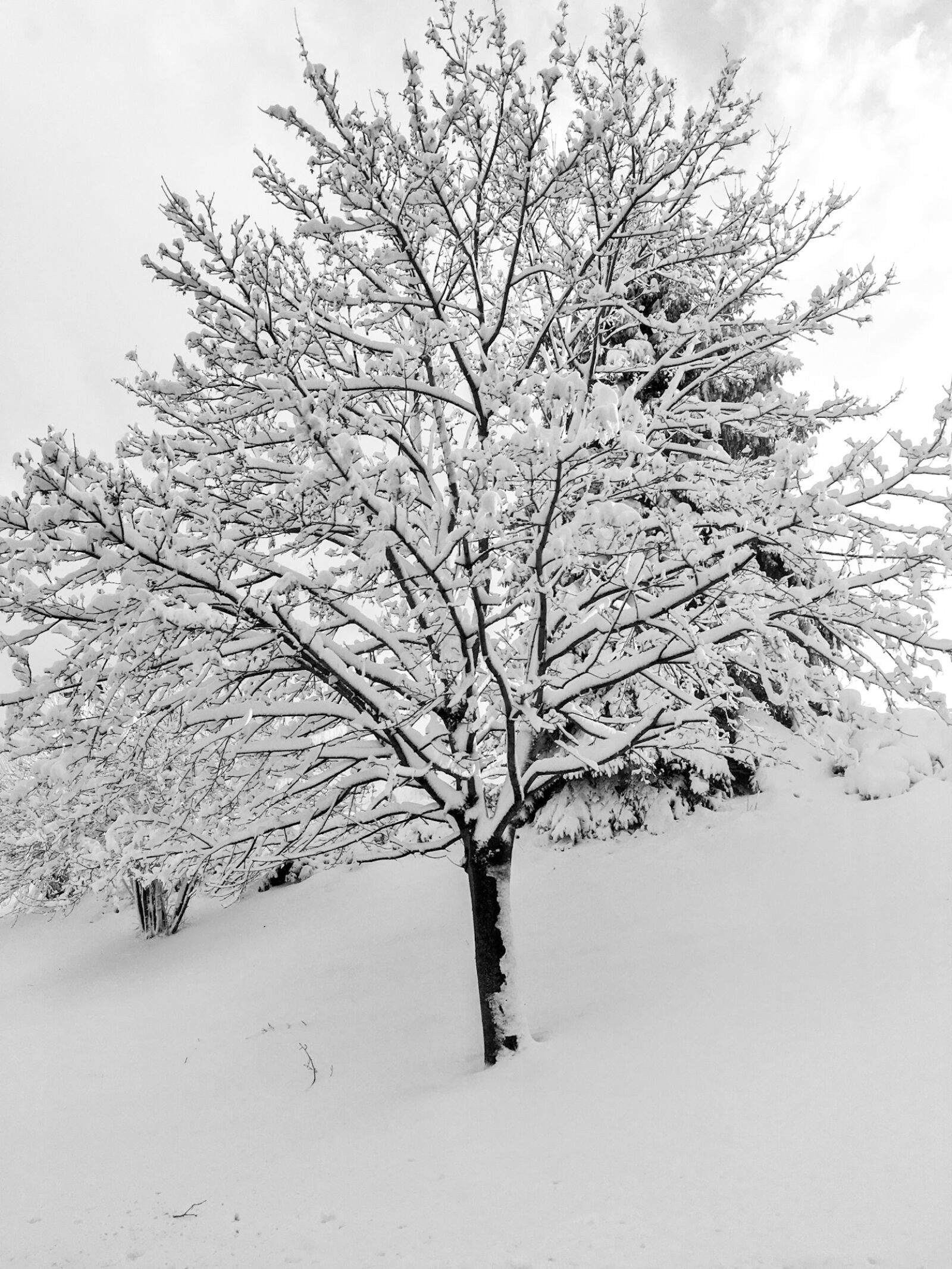 Apple iPhone 6s sample photo. Winter wonderland, snow, fresh photography