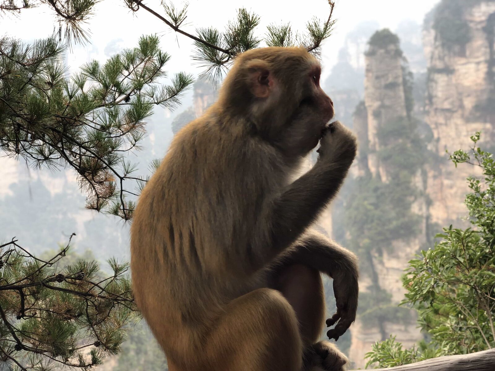 Apple iPhone X sample photo. Macaque, monkey, natural habitat photography