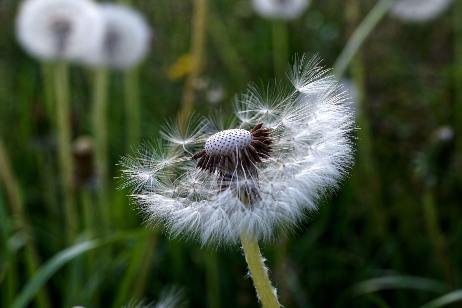 Sony ILCA-77M2 + 35mm F1.4 sample photo. Dandelion, seeds, close up photography