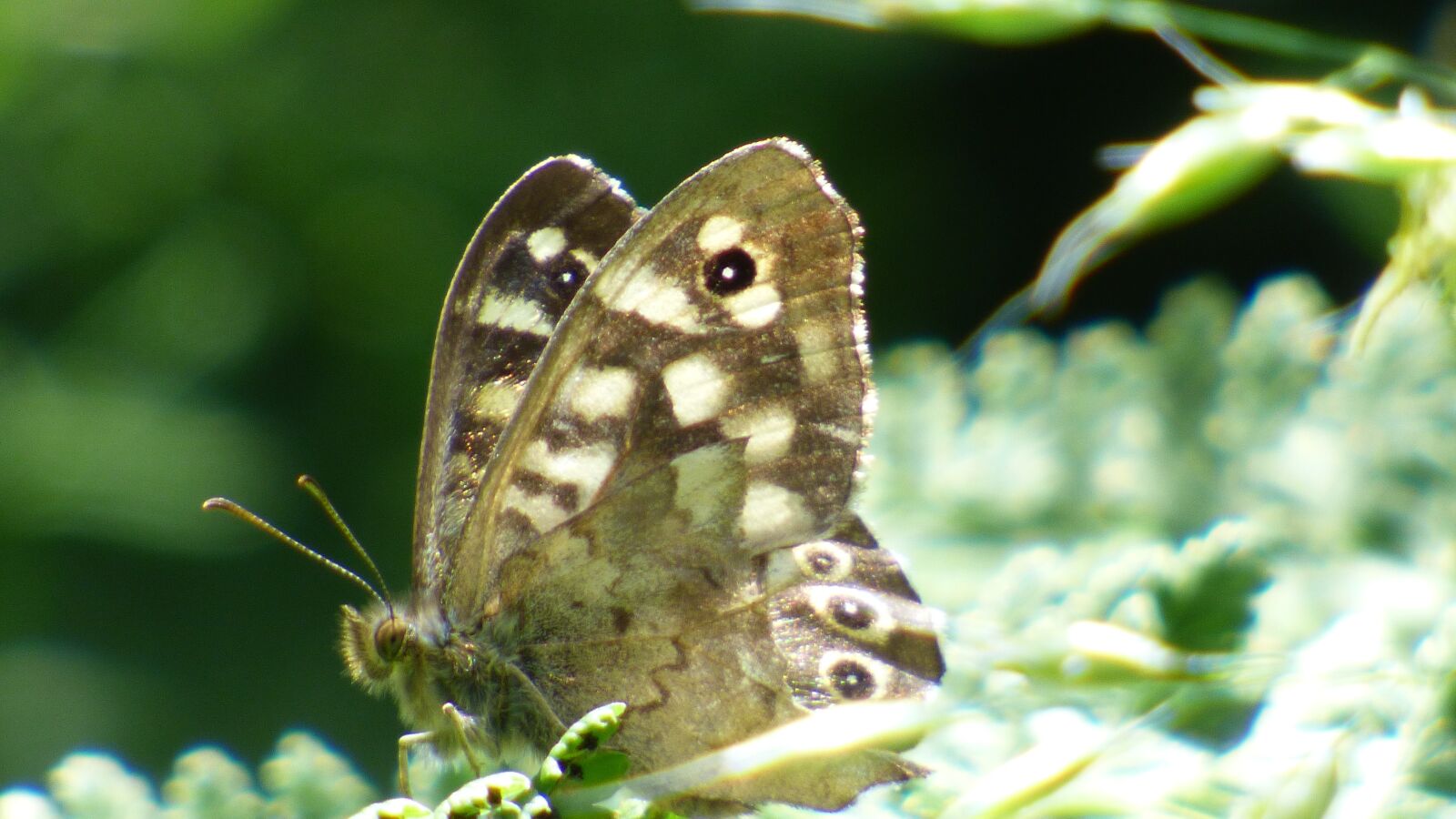 Panasonic DMC-FZ72 sample photo. Butterfly, flower, nature photography