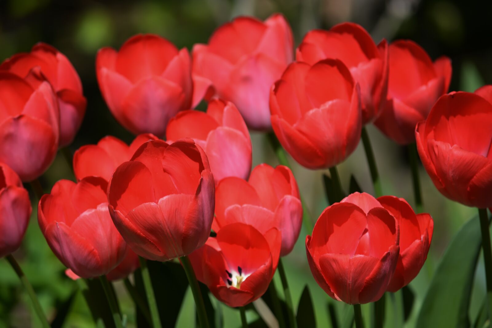 Nikon D5200 sample photo. Spring, flowers, tulips photography
