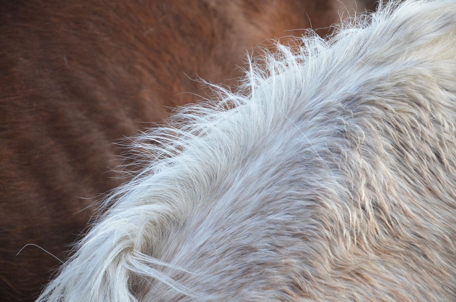 Nikon D5100 sample photo. Horse, hair, mane photography