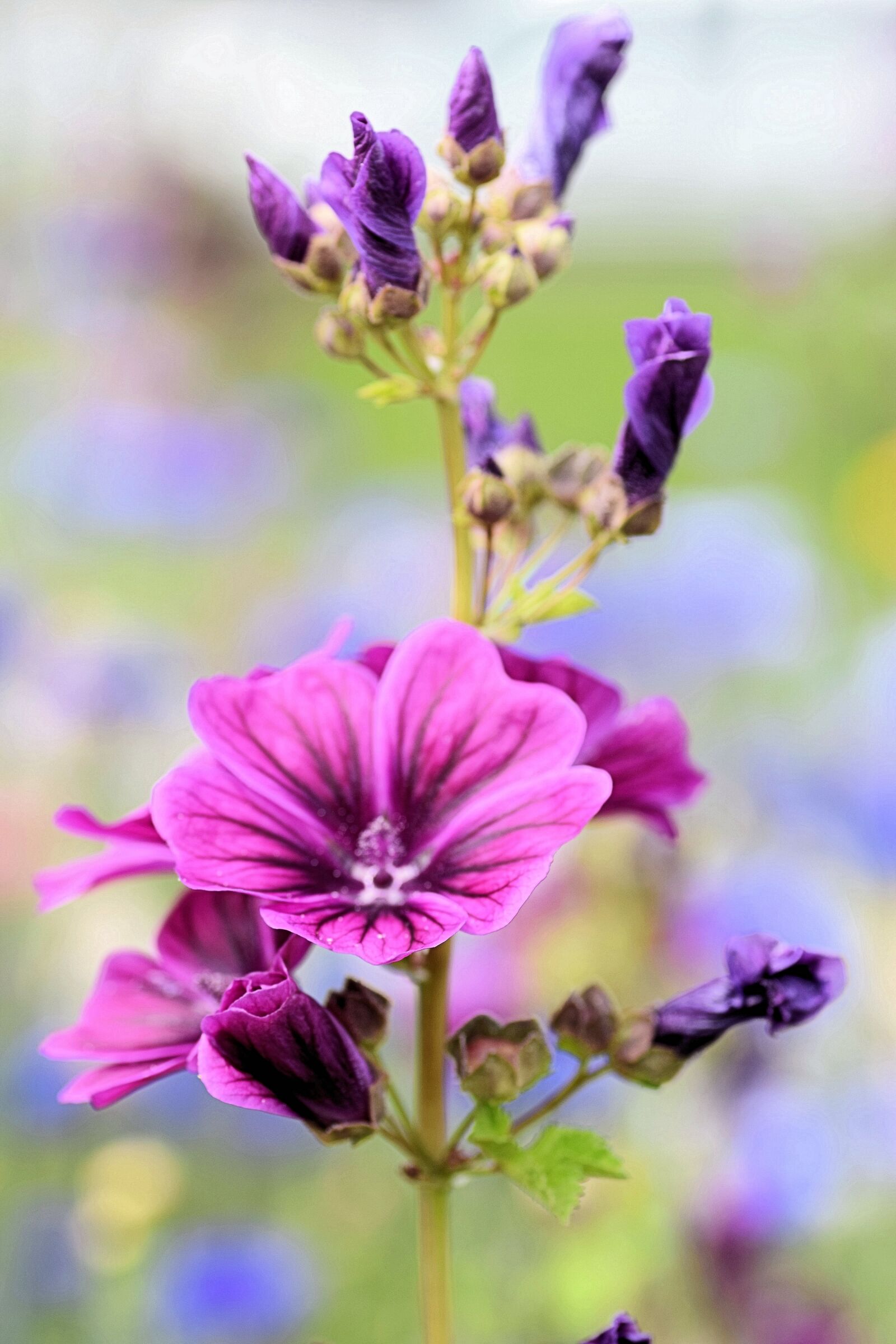 Nikon D5300 sample photo. Purple, flower, plant photography