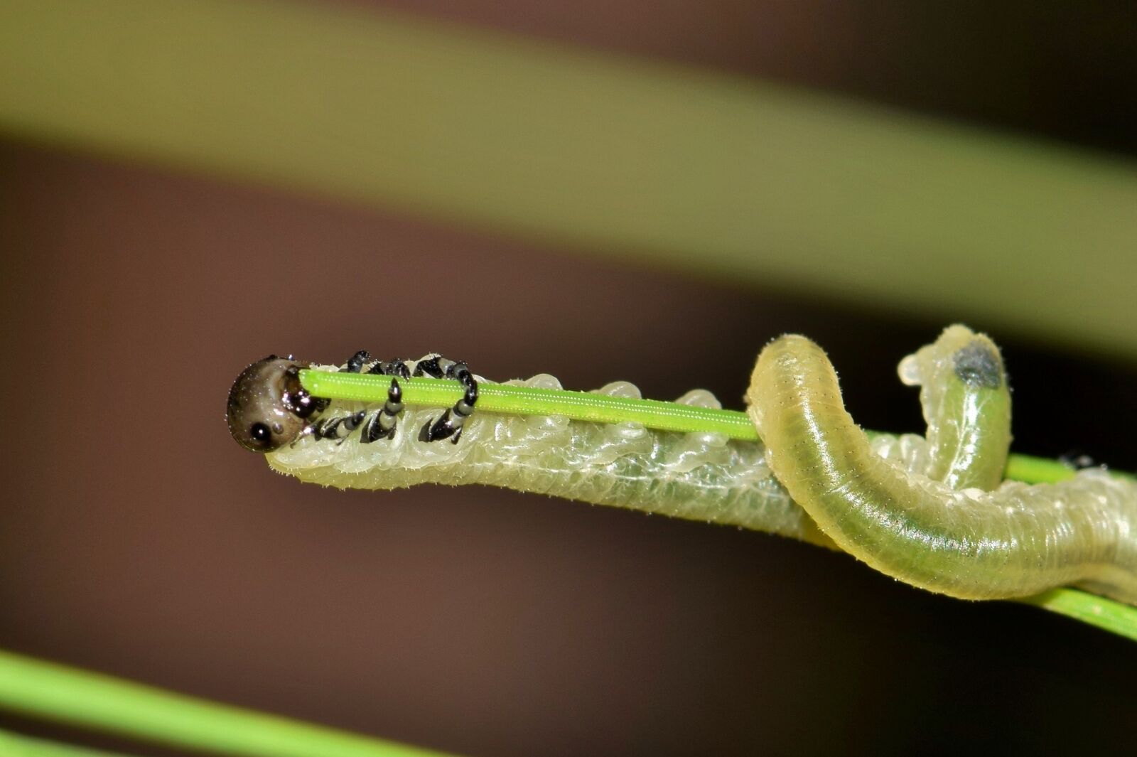 Nikon D5300 sample photo. Larvae, sawfly, sawfly larvae photography