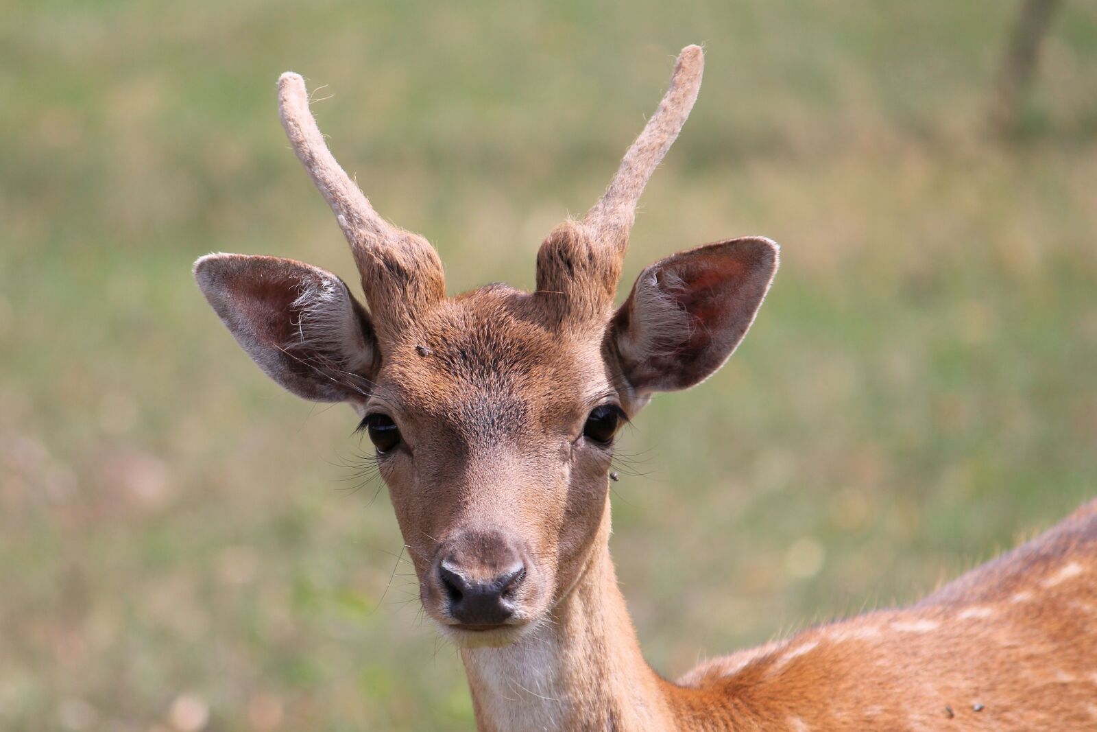 Canon EF-S 55-250mm F4-5.6 IS II sample photo. Roe deer, fallow deer photography