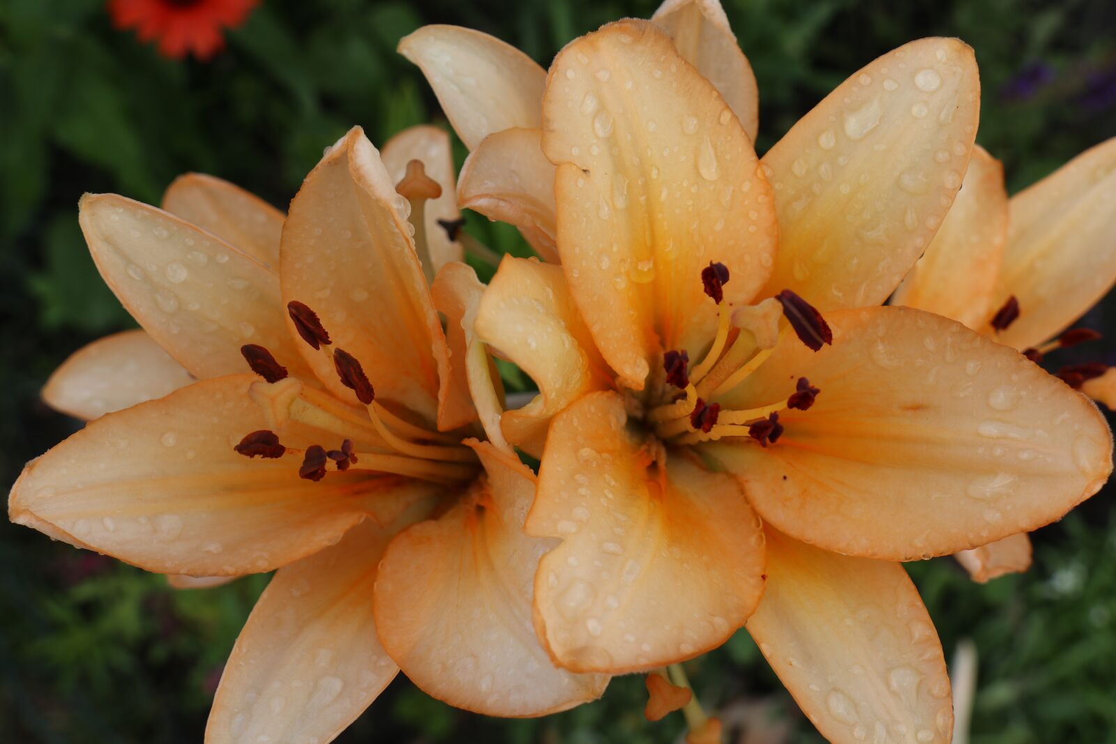 Canon EOS M6 sample photo. Garden, flowers, summer photography