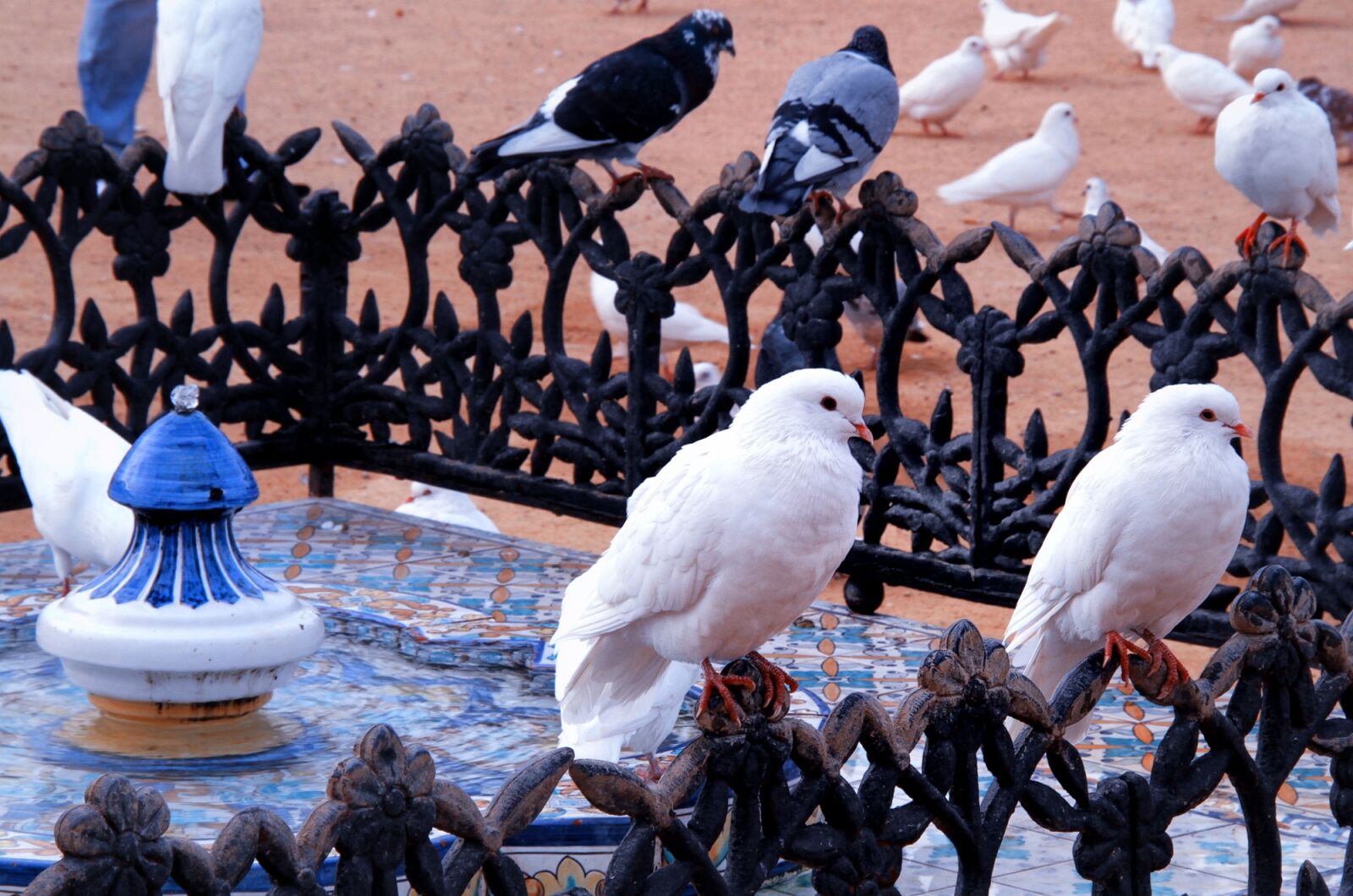 Canon EOS 7D sample photo. Birds, pigeon, urban photography