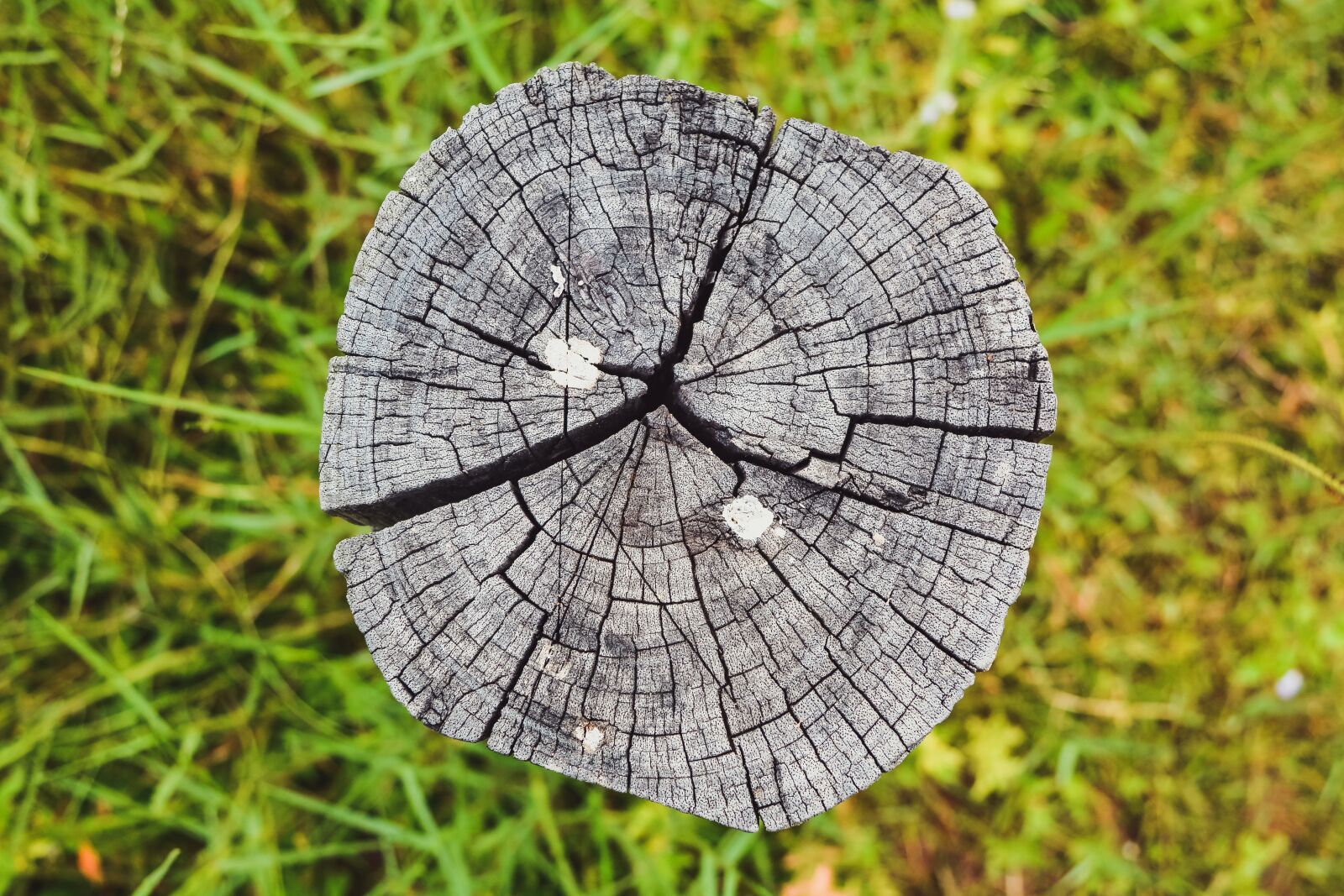 Nikon D7100 sample photo. Timber, nature, grass photography