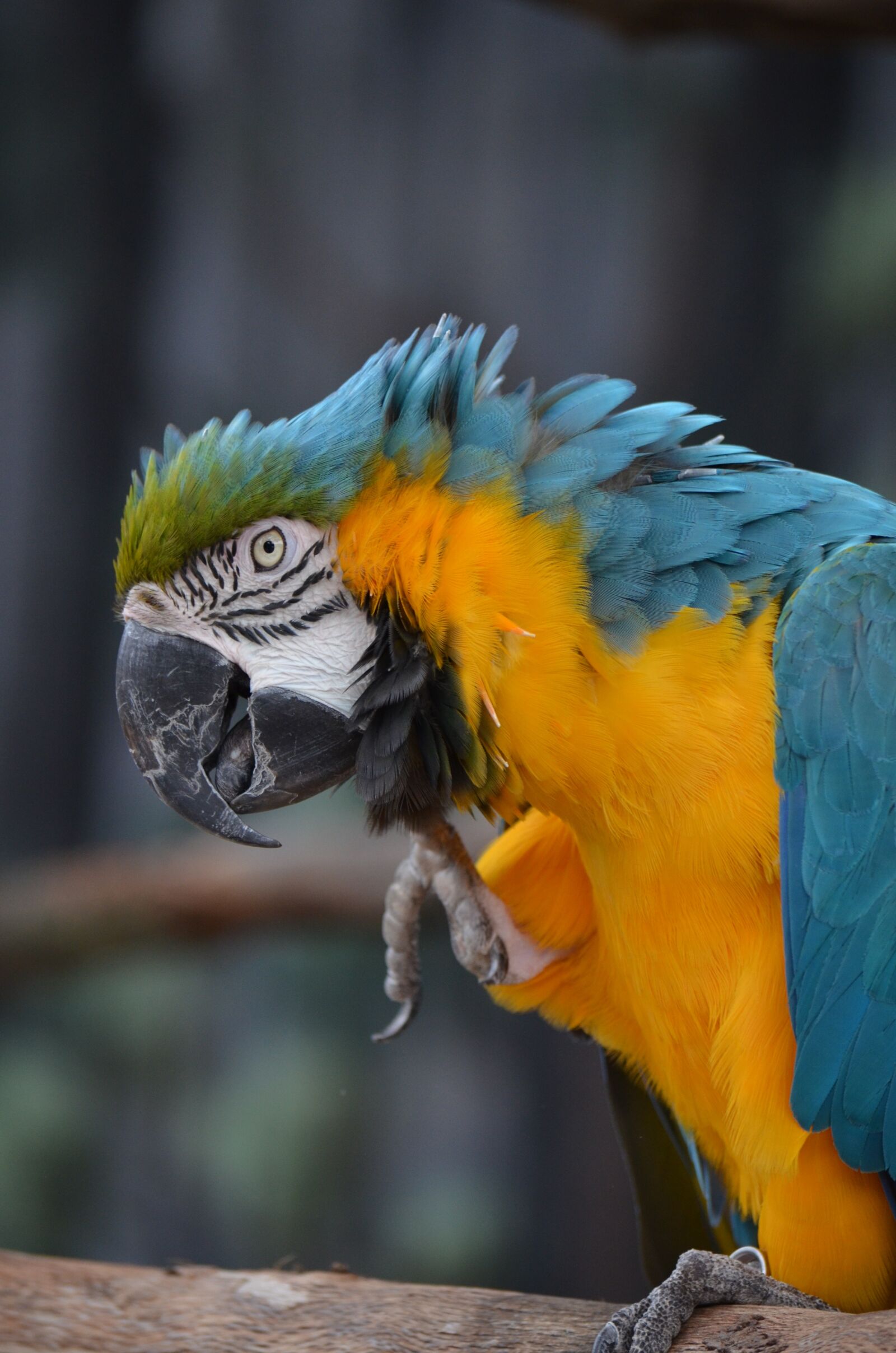 Nikon D7000 sample photo. Macaw, bird, parrot photography