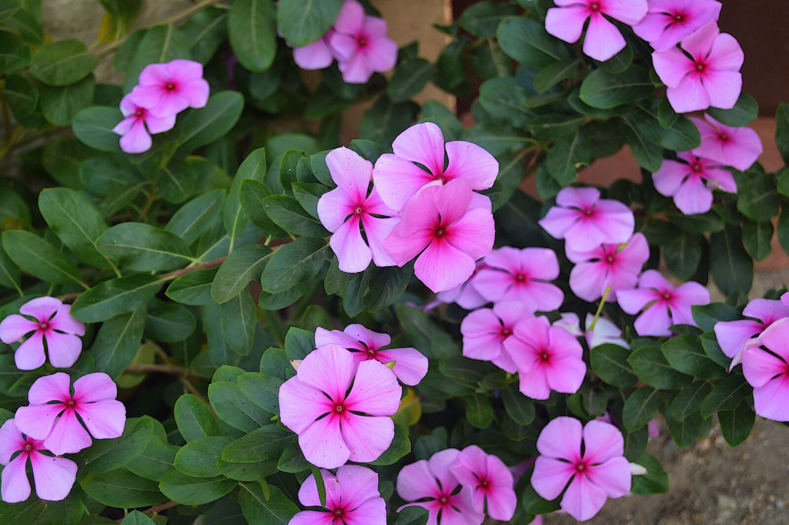 Nikon D3200 sample photo. Pink flowers, fall flowers photography