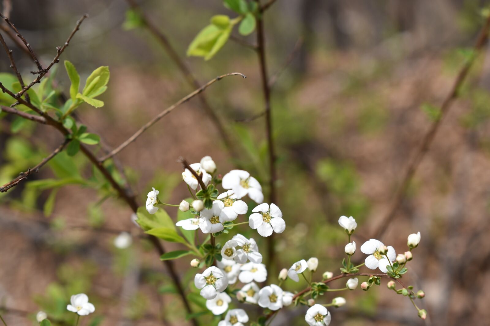 Nikon D750 sample photo. Meadowsweet flower, flowers, nikon photography