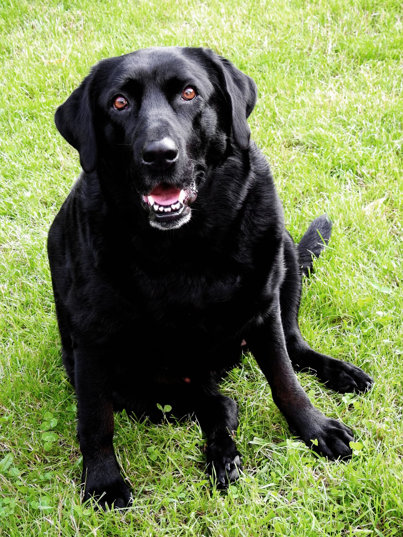 Nikon Coolpix P900 sample photo. Dog, labrador, pet photography