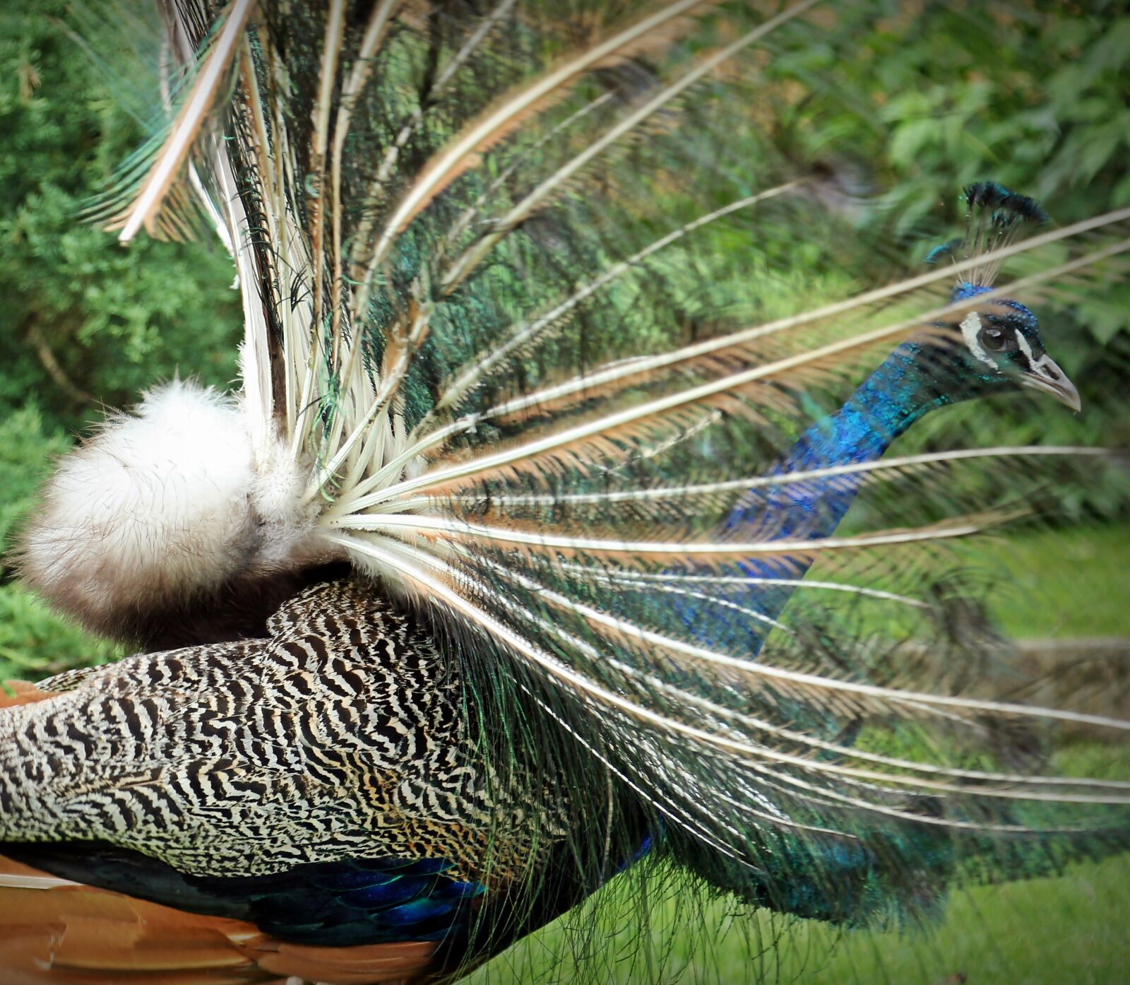 Canon EOS 550D (EOS Rebel T2i / EOS Kiss X4) sample photo. Peacock, animal, bird photography