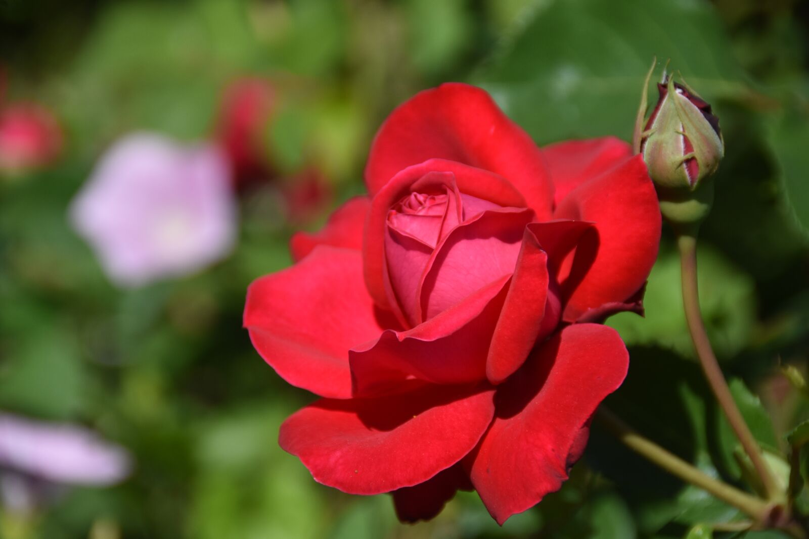 Nikon D7200 sample photo. Rose, red, plants photography