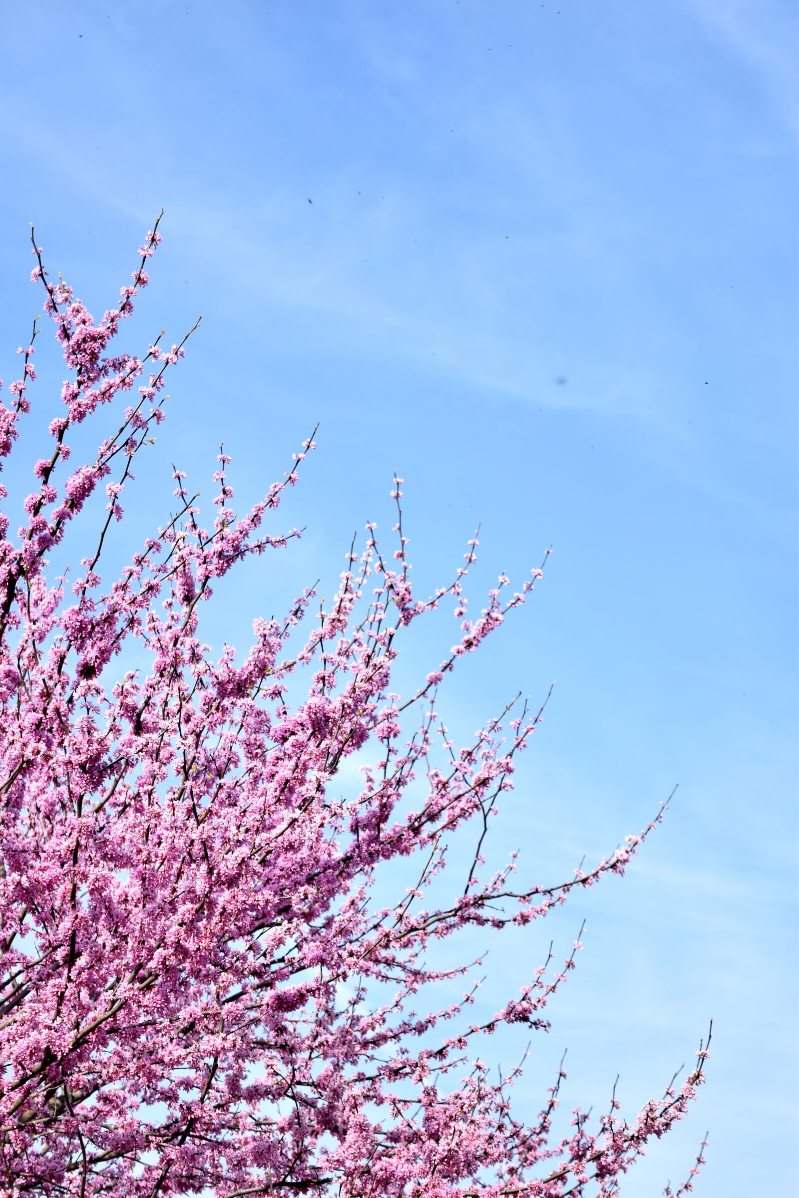 Nikon D3300 sample photo. Redbud, spring, sky photography