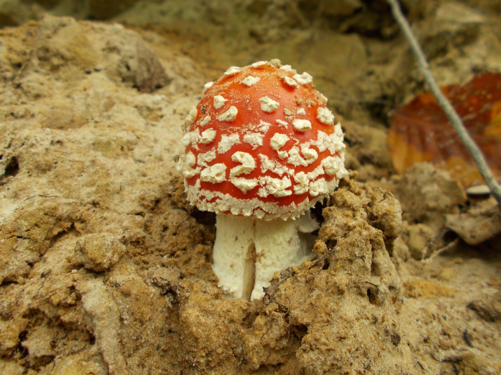 Nikon Coolpix L31 sample photo. Fly agaric, mushroom, amanita photography