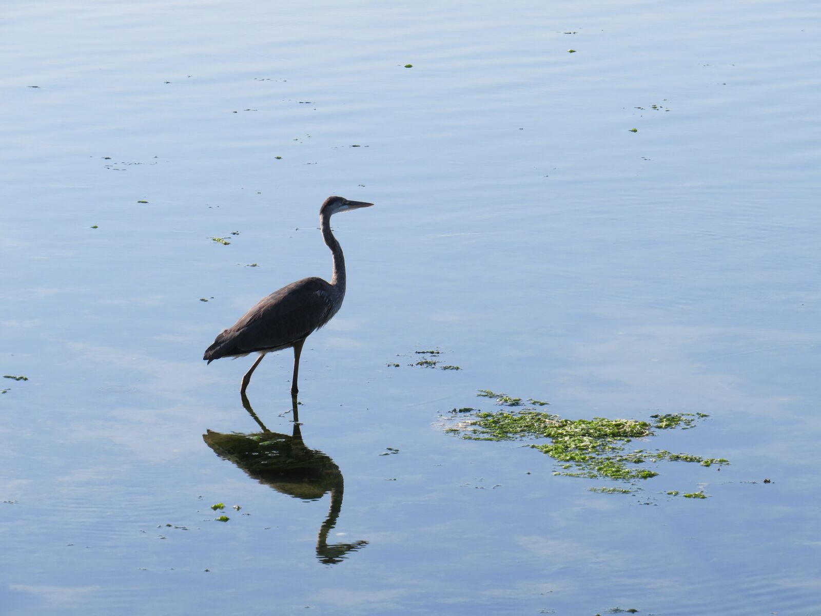 Canon PowerShot SX50 HS sample photo. Blue heron, water, reflection photography