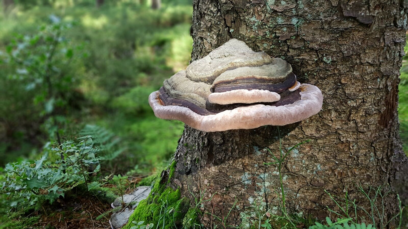 Samsung Galaxy S7 sample photo. Mushroom, tree fungus, tree photography