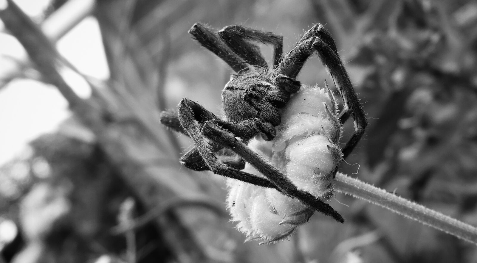 Nikon Coolpix B700 sample photo. Black and white, tarantula photography