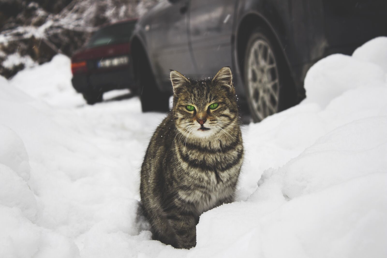 Canon EOS 700D (EOS Rebel T5i / EOS Kiss X7i) sample photo. Cat, animal, pet photography