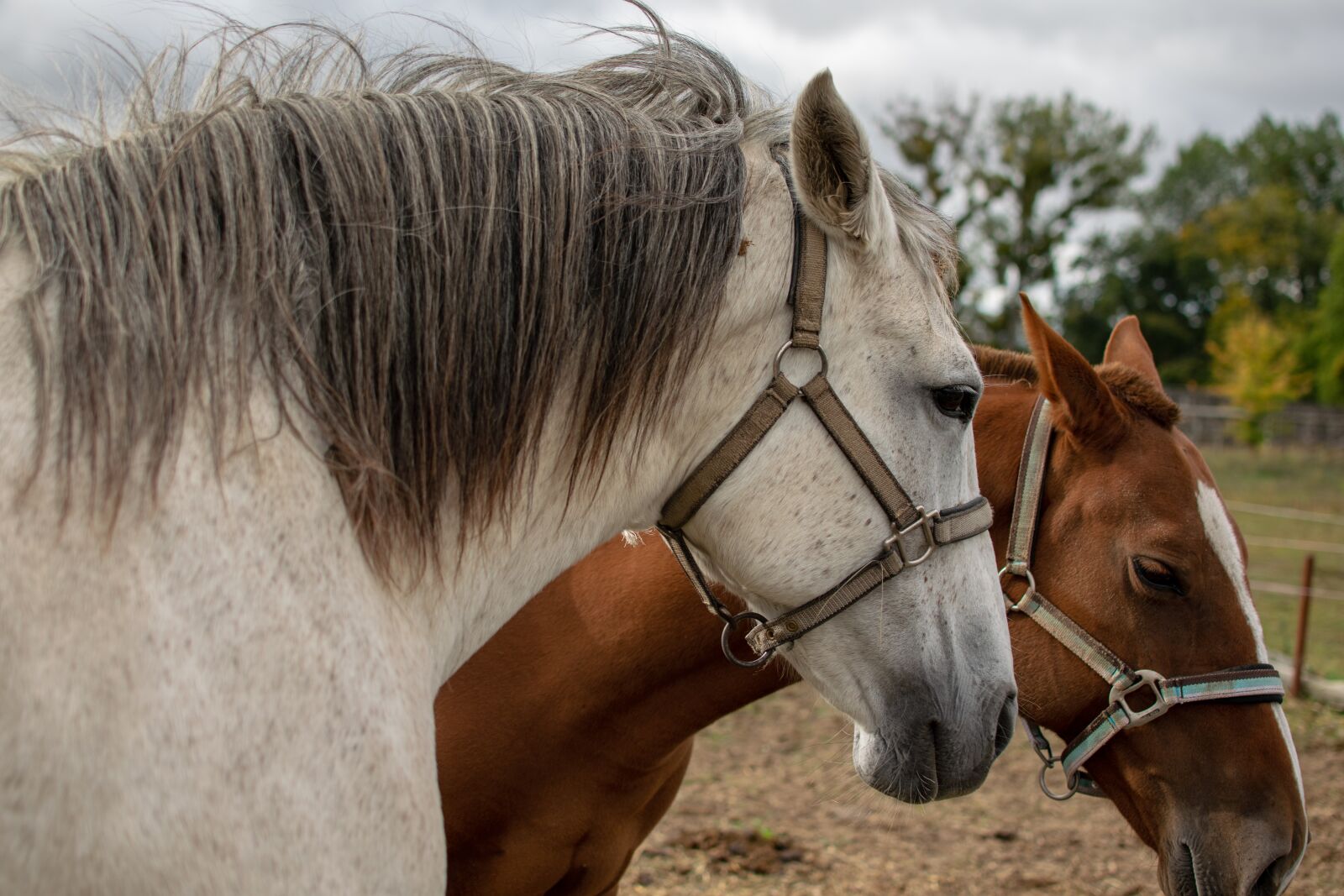 Nikon D3300 sample photo. Horse, reiter, portrait photography
