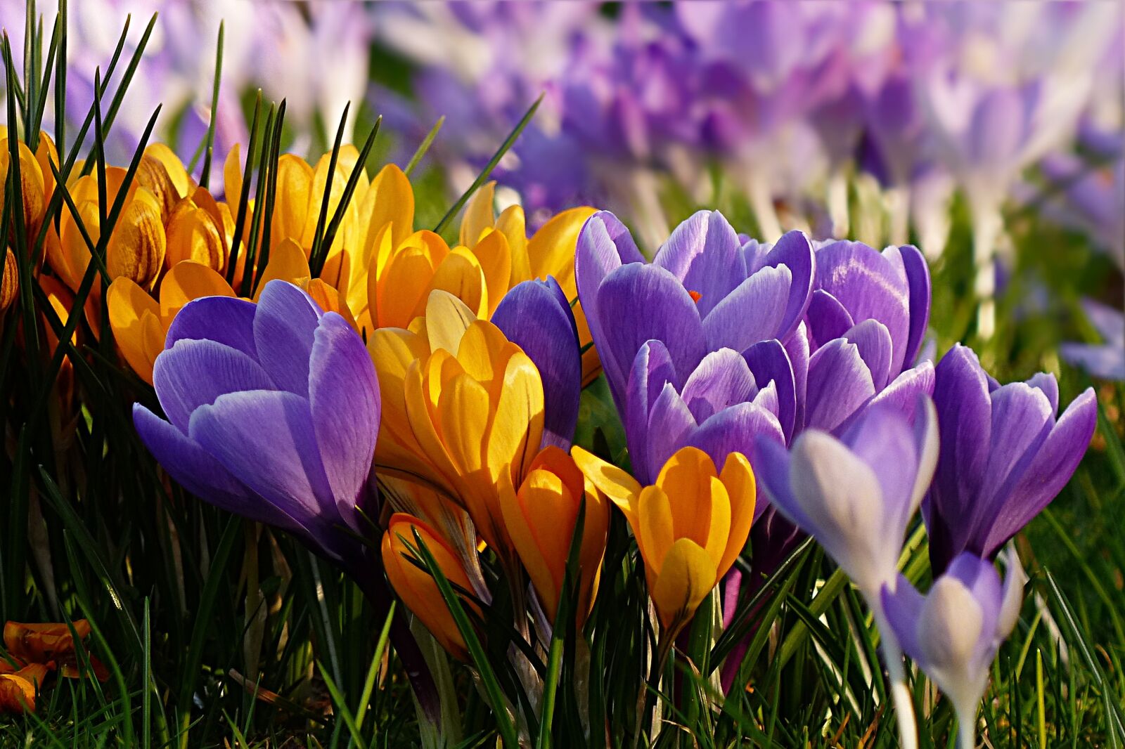 Panasonic Lumix DMC-FZ200 sample photo. Flower, crocus, violet photography