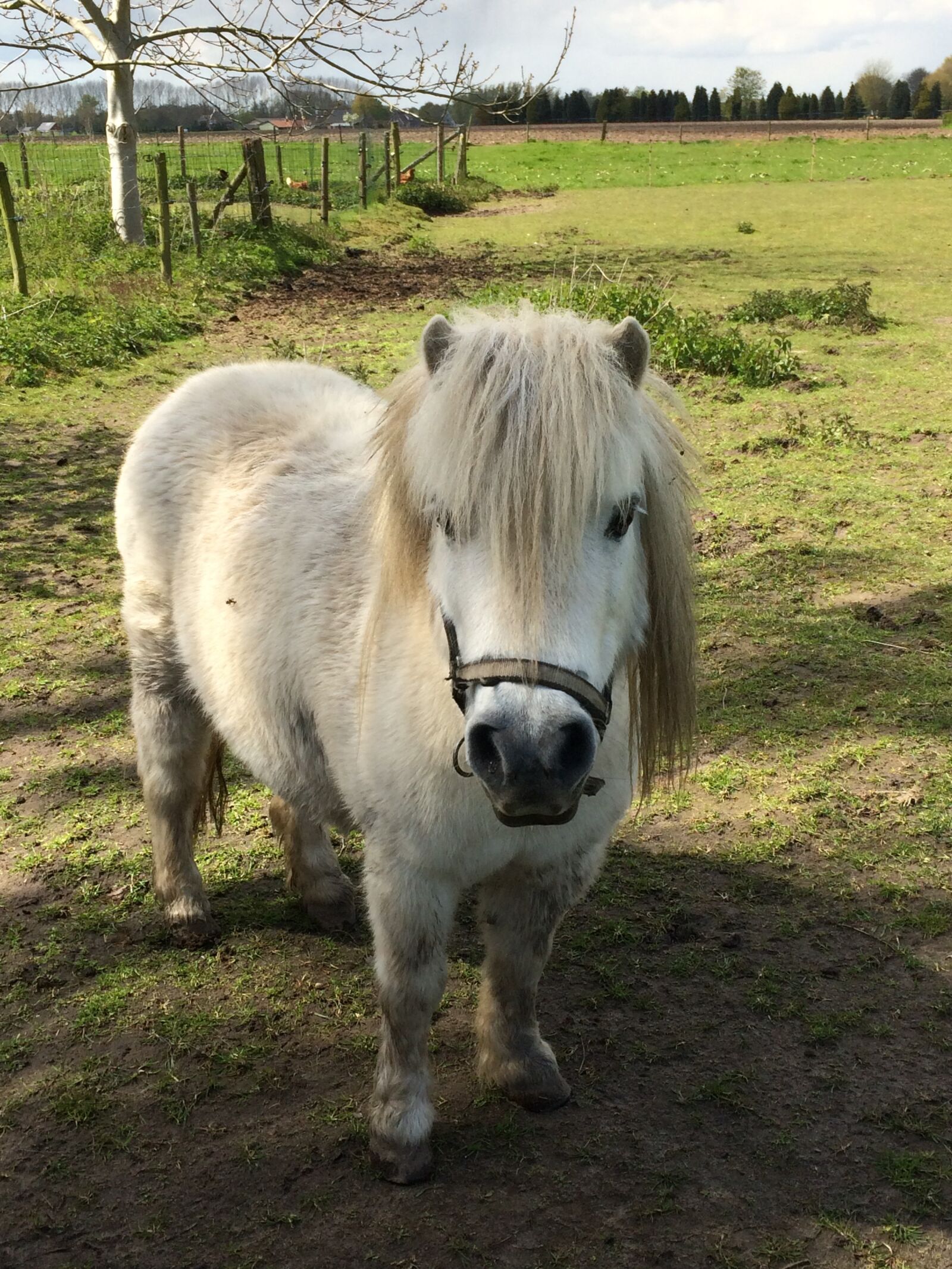 iPhone 5s back camera 4.15mm f/2.2 sample photo. Pony, pasture, small horse photography