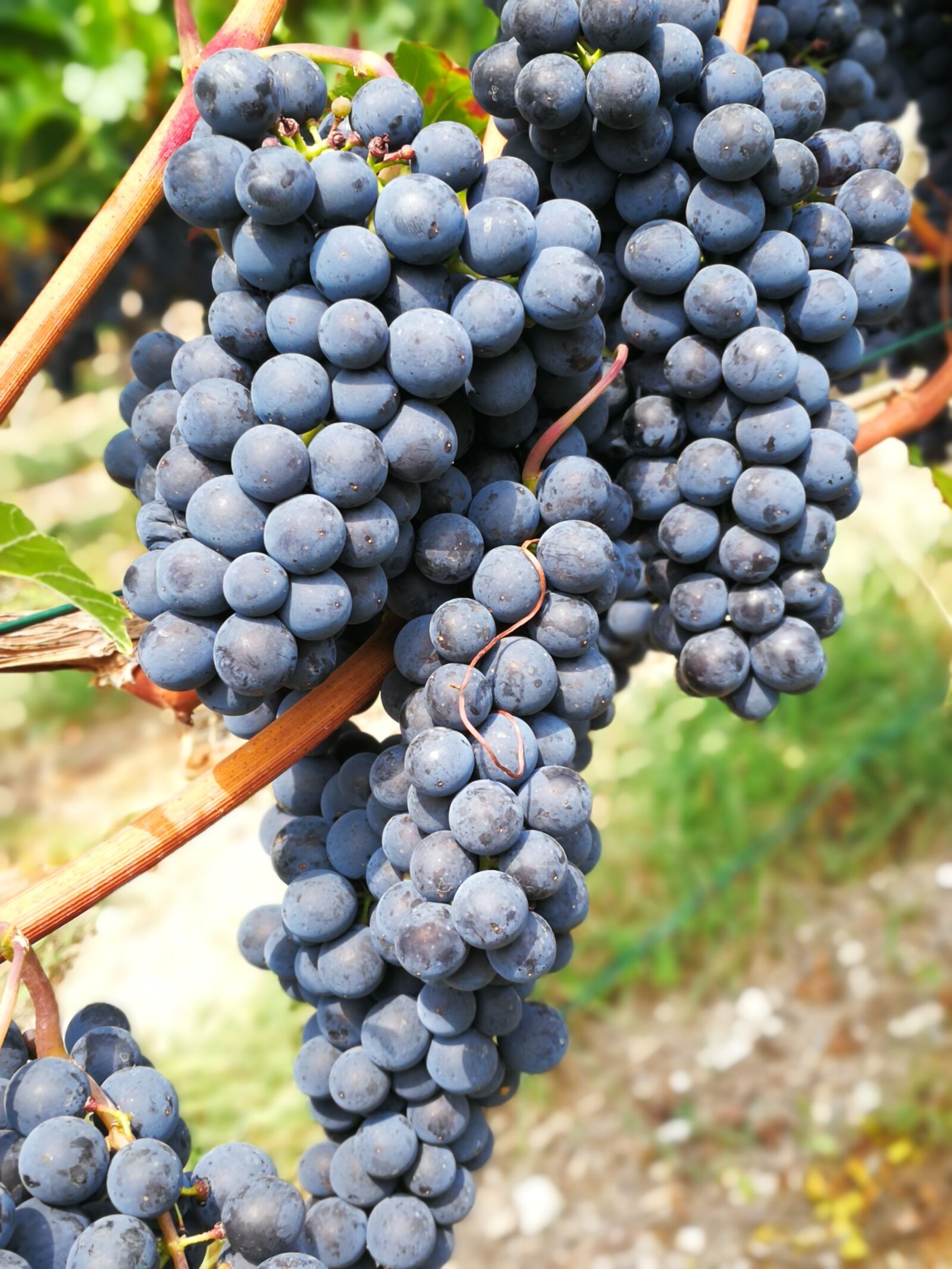 HUAWEI Mate 9 sample photo. Wei, grapes, red wine photography