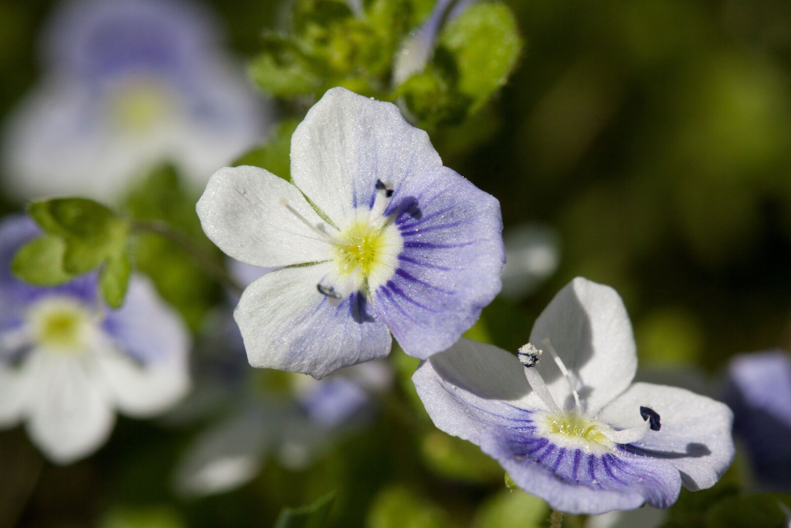 Canon EOS 50D sample photo. Flowers, small, white photography