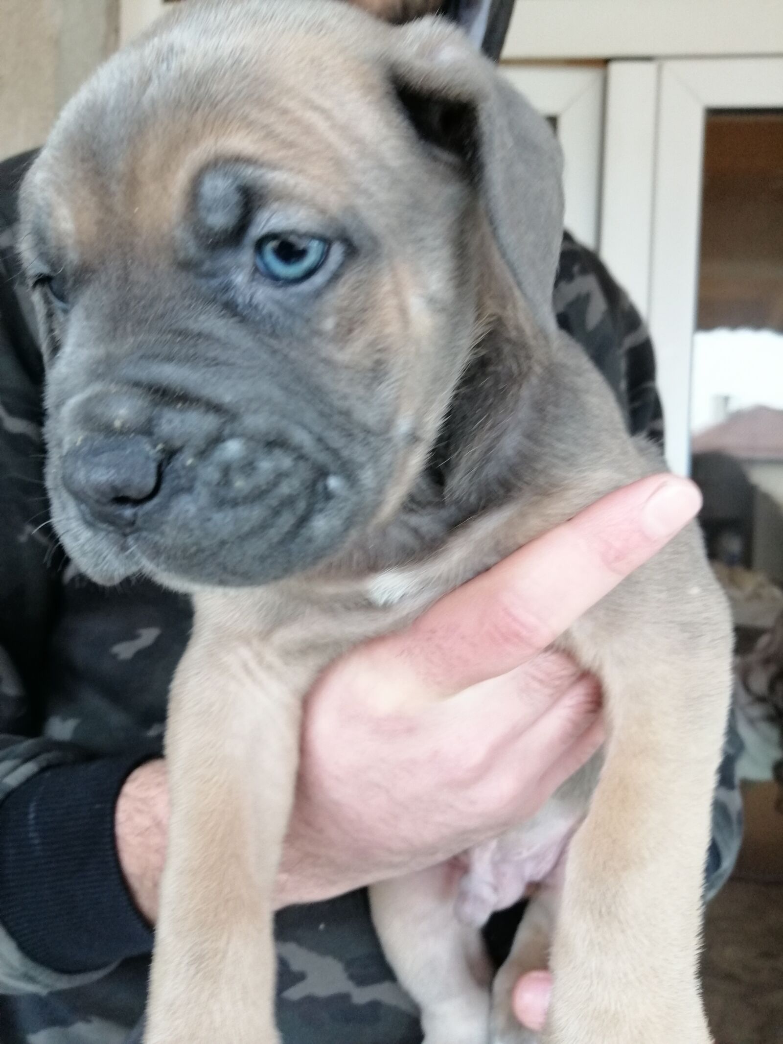 HUAWEI SNE-LX1 sample photo. Canecorso, puppy, baby photography